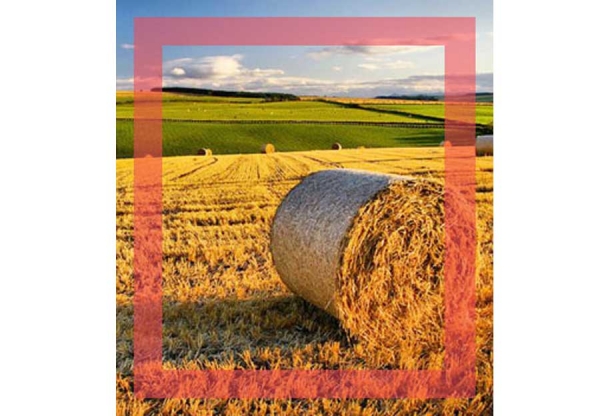PSR SICILIA MIS.4.1 INCENTIVI AGRICOLTURA SICILIA 2020